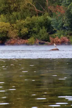 Fotografia de uma cegonha no Rio Minho, em Monção